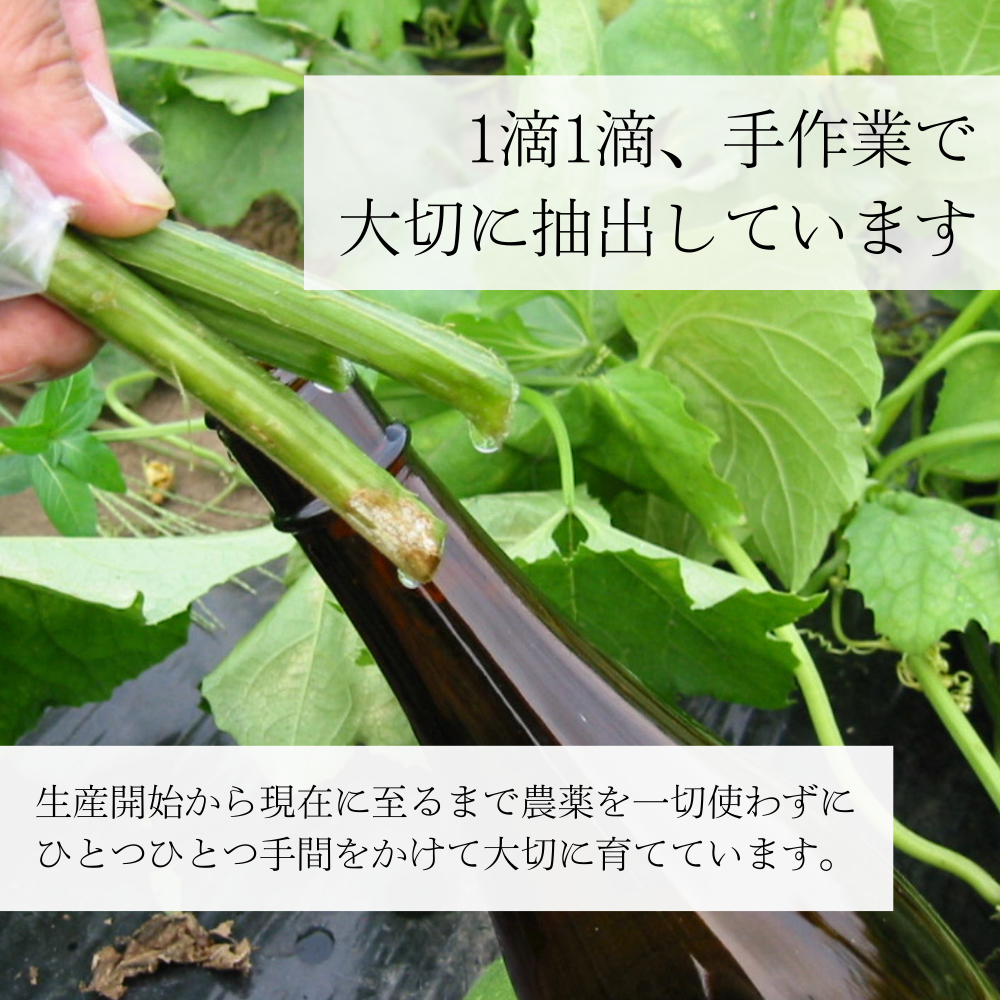 へちまここち］富山県、お肌に優しい へちま水100%へちまローション